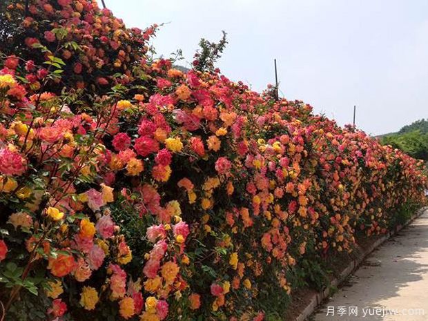 青島月季市花文化和景觀圖集(圖3)