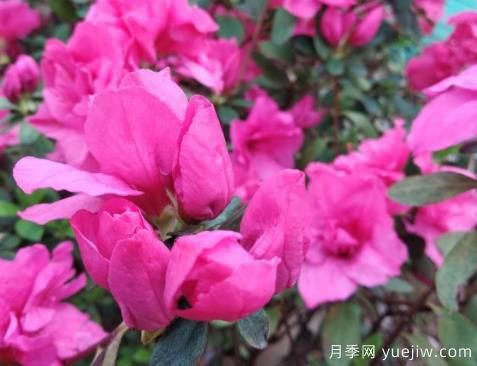  如何把杜鵑花養(yǎng)好？做好四點(diǎn)，花開熱情四季可賞(圖1)