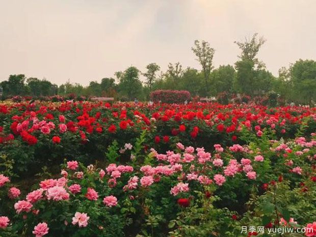 淮北月季市花文化和景觀圖集(圖2)