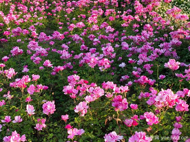 阜陽月季市花文化和景觀圖集(圖3)