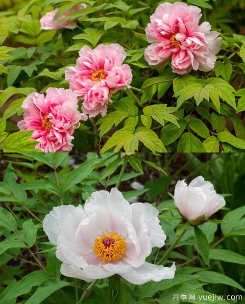 鳳丹花和牡丹花的區(qū)別？看葉子和根系(圖1)