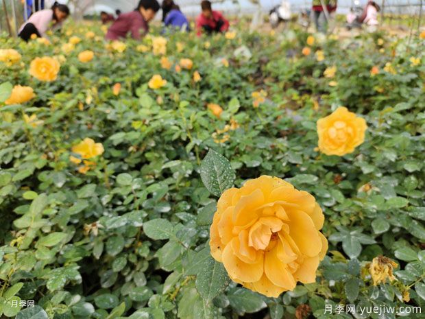 2萬棵紅從容月季杯苗美化浙江景觀(圖1)