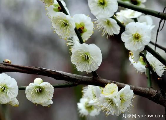 綠萼華--梅花珍品，詩歌贊分享(圖1)