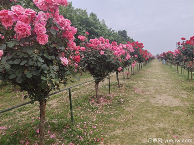 春季栽樹(shù)，挖好樹(shù)穴很重要(圖1)