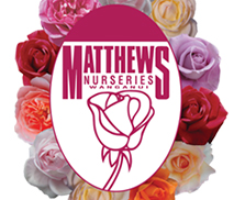 月季育種家：新西蘭Matthews Nurseries(馬修斯)(圖1)