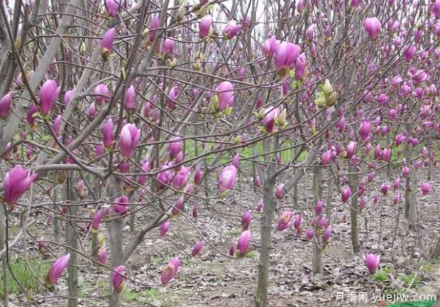 盆栽紫玉蘭種植養(yǎng)護(hù)方法介紹(圖1)