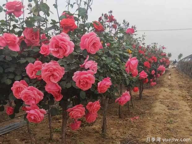 重慶樹狀月季美麗盛開，進入花期(圖1)