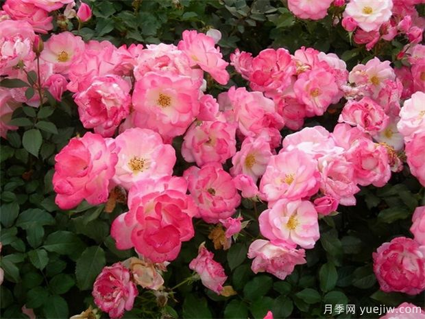 花量大生長快的4種月季花，適合打造花墻拱門(圖3)