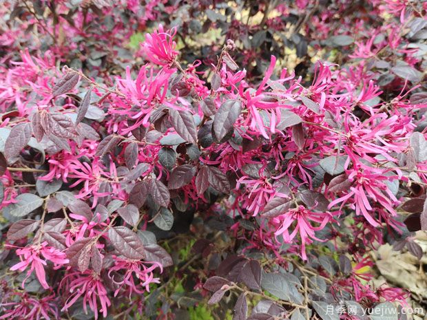 紅花檵木(圖2)