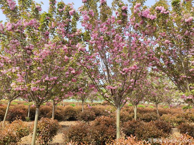 櫻花樹幾年可以開花？日本晚櫻開花的觀賞價(jià)值(圖1)