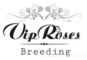 月季育種家：荷蘭VIP Roses月季苗圃(圖1)