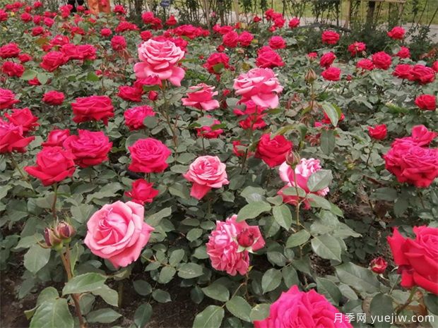 用月季花打造英式浪漫立體花園(圖1)