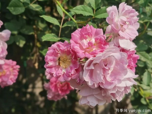 南陽(yáng)薔薇花滿(mǎn)架，城區(qū)賞花去哪里？(圖1)