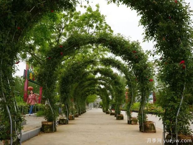 淮南焦崗湖月季花會，正是一年好風(fēng)景(圖1)