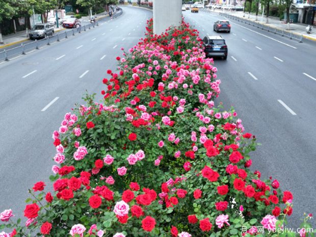 蕪湖月季市花文化和景觀圖集(圖1)