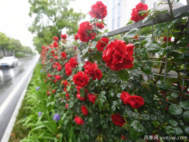 蕪湖月季市花文化和景觀圖集(圖3)