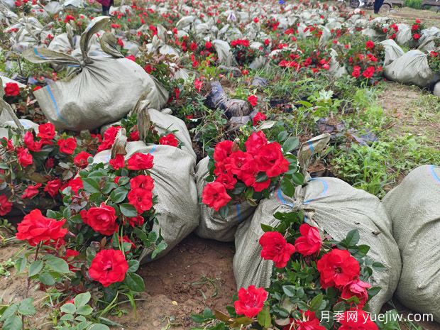 北京紅豐花月季大杯和中杯盆栽供應(yīng)采購(圖2)