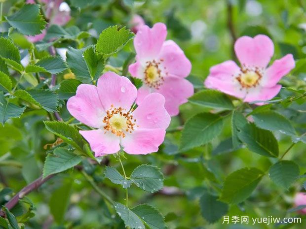 狗薔薇/犬薔薇(圖1)