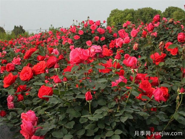 各省份花卉批發(fā)市場地址收藏(圖1)