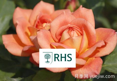 英國皇家園藝學(xué)會(huì)花園優(yōu)異獎(jiǎng)(RHS AGM)(圖1)