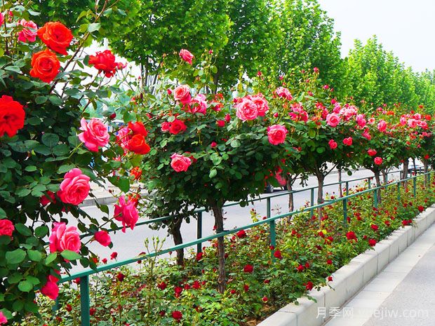 買什么月季花？月季樹花色花型多樣美麗極了(圖1)