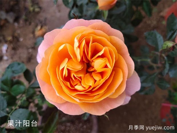 想養(yǎng)月季看這里，推薦這10種月季抗病強(qiáng)花量大花期長(圖1)