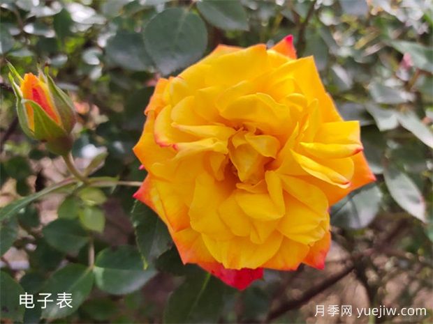 種植大花月季需要注意什么細(xì)節(jié)？(圖1)