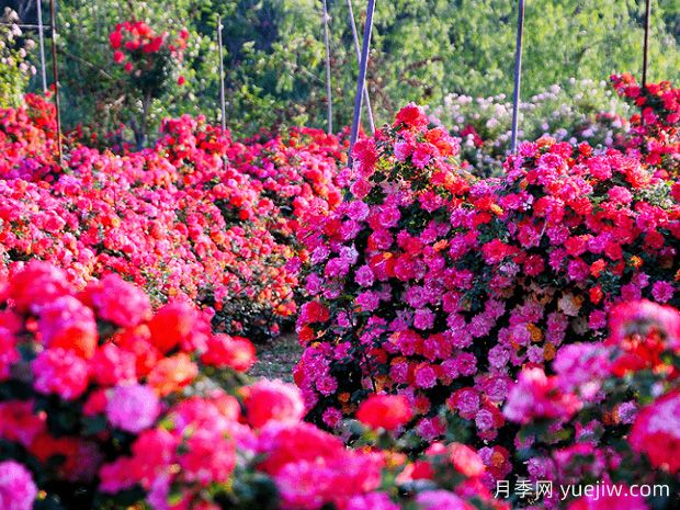 月季花為什么要種在城市綠化帶？原來月季渾身都是寶！(圖2)