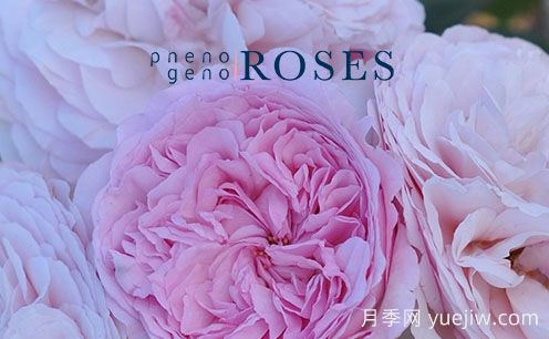 月季育種家：荷蘭Pheno Geno Roses月季苗圃(圖1)