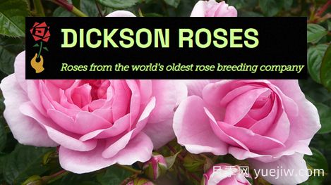 月季育種家：英國迪克森玫瑰苗圃(Dickson Roses)(圖1)