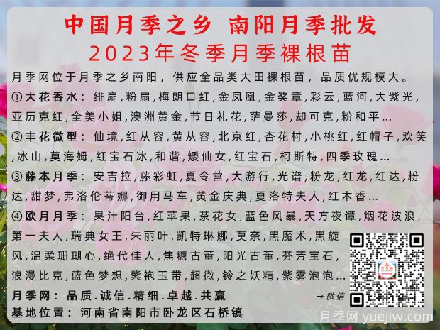 2023年冬季南陽月季大田裸根苗全品種批發(fā)供應(圖1)