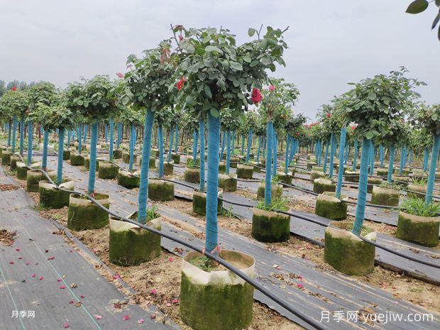 月季過冬這三點重要，如何不影響來年開花(圖1)