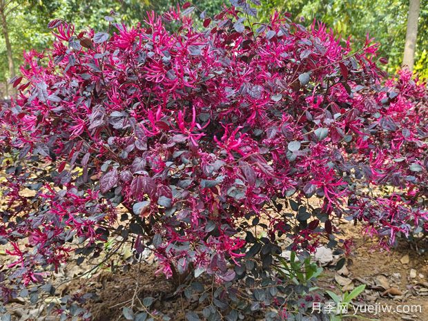 紅花繼木怎么種植？(圖1)