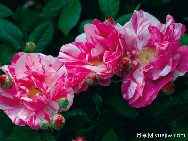 蒙迪薔薇月季(圖2)