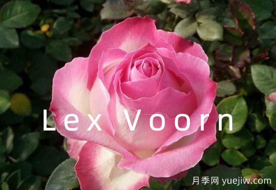 月季育種家：荷蘭Lex Voorn(圖1)