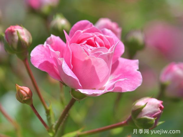 月季花茶有哪些功效呢？不僅美容養(yǎng)顏還養(yǎng)生(圖1)