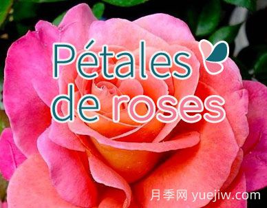 月季育種家：法國Petales de Roses月季園(圖1)