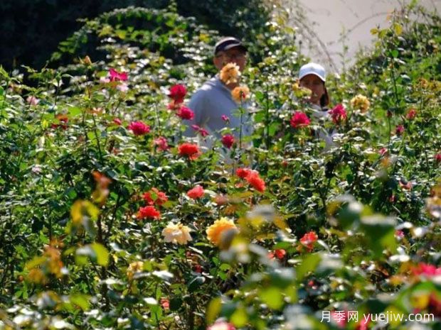 南寧花卉公園3萬(wàn)株月季入盛花期，市民聞香而來(lái)(圖1)