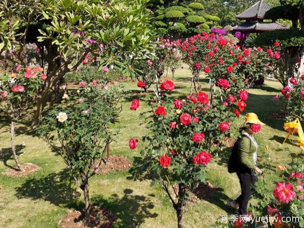 南寧南湖公園新年花季開(kāi)展，2萬(wàn)株月季盛放香飄滿(mǎn)園(圖2)