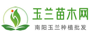 中國(guó)玉蘭苗木網(wǎng)_南陽紅白黃廣玉蘭種植批發(fā)(圖1)