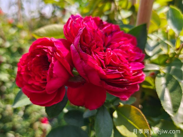 花量大到能遮陽(yáng)的4種花卉，盆里加上阿司匹林，花比葉還多(圖1)