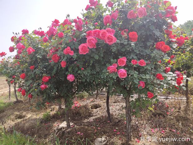 嫁接月季砧木用山木香好還是野薔薇好？(圖2)