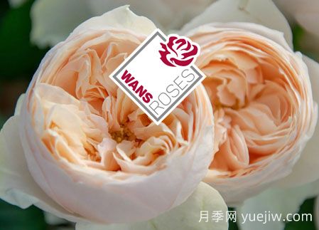 月季育種家：德國Wans Roses月季農(nóng)場(圖1)