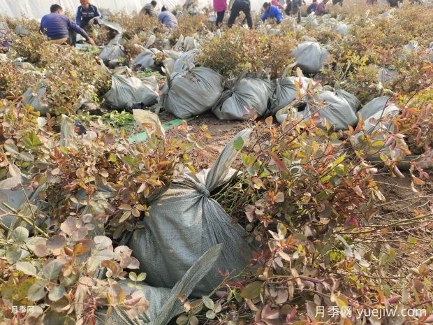 萬余盆仙境豐花盆栽月季出發(fā)河南鄭州(圖3)