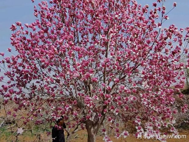 庭院植物如何種出高級感？(圖1)