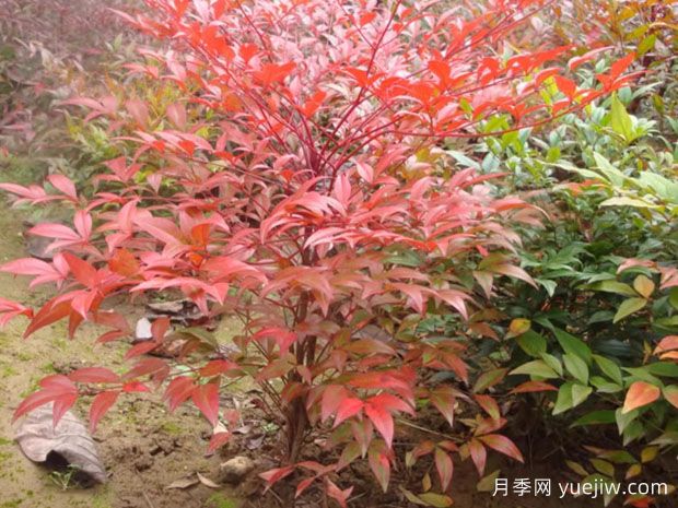 10種非常受歡迎的室內(nèi)植物有什么？(圖1)