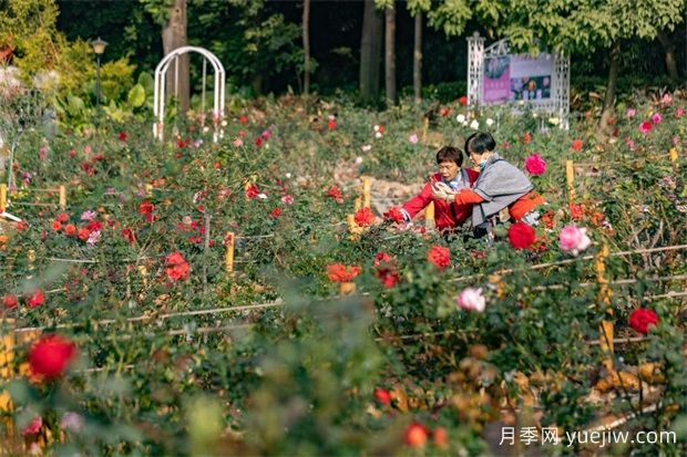 冬日爛漫花海惹人醉，廣州云臺花園1.2萬棵月季花盛放(圖1)