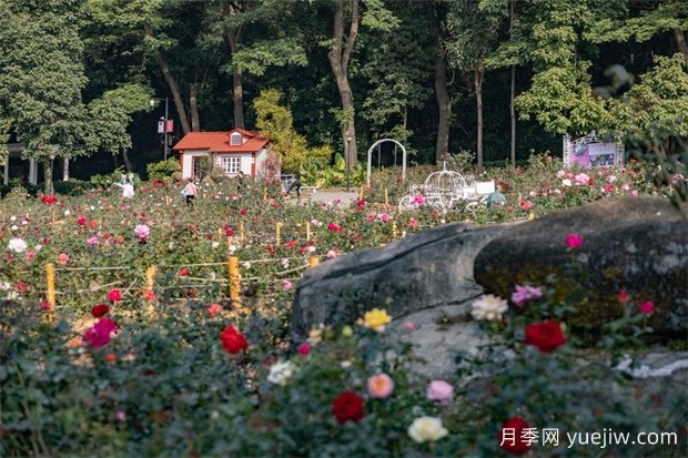 冬日爛漫花海惹人醉，廣州云臺花園1.2萬棵月季花盛放(圖3)