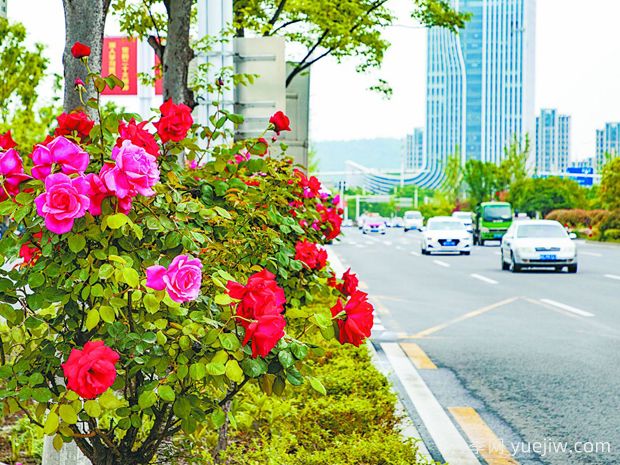 馬鞍山月季應(yīng)用和景觀圖集(圖4)