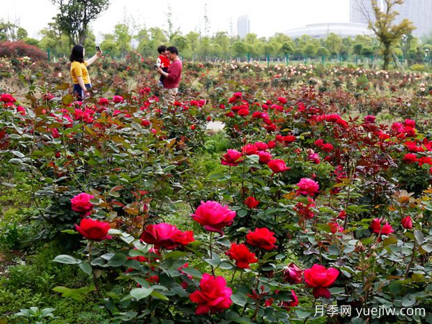 安慶月季市花文化和景觀圖集(圖1)